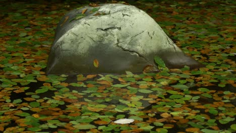 Hojas-De-árboles-En-El-Agua-Con-Roca-En-El-Medio,-Cam-Mañana-De-Otoño-En-La-Sombra,-Tiro-De-Diapositiva-Derecha