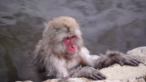 Fixed-Shot-Of-Monkey-in-Hot-Spring-In-Jigokudani-Yaen---Koen-Wild-Snow-Monkey-Park,-Nagano,-Japan