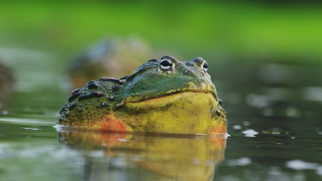 closeup of male african bullfrog in the water during rainy season