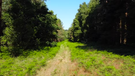 Forward-moving-shot-of-empty-pathway-covered-with-bushes-surrounded-by-dense-green-forest-trees-during-summertime-in-norfolk,-UK-at-daytime