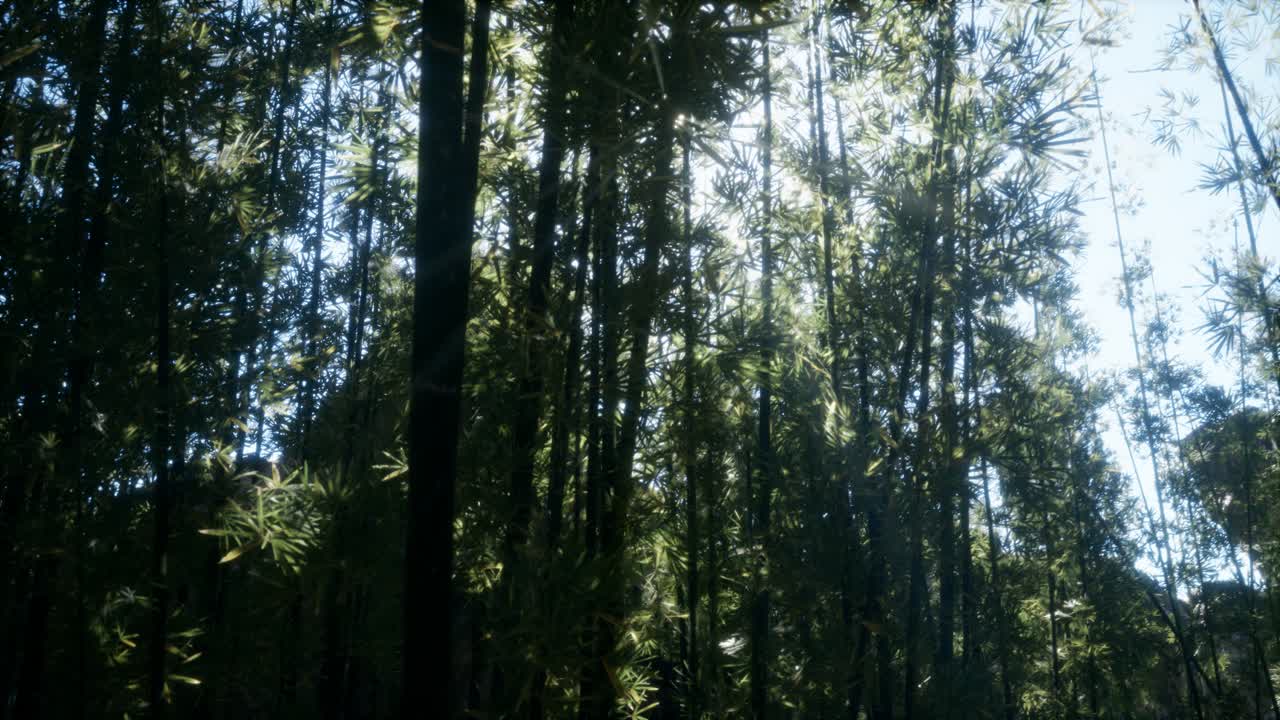 바람이 불고 조용한 아라시야마 대나무 숲