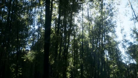 Windy Tranquil Arashiyama Bamboo Grove