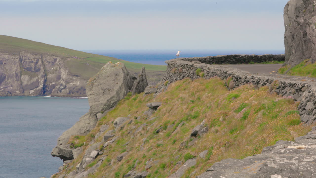 gaviota en el muro de piedra con vistas a la costa de la península de dingle en el condado de kerry, irlanda