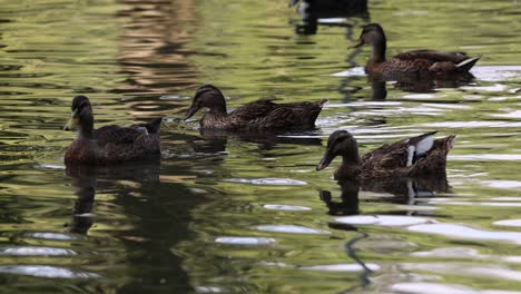 group of brown colored female ducks on water surface on pond, close up slow motion