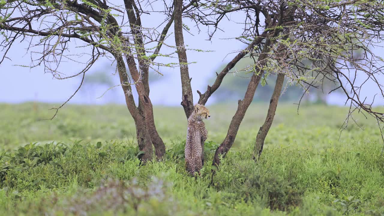 Slow Motion Cheetah Cubs Climbing a Tree in Serengeti National Park in Tanzania in Africa on African Wildlife Safari Animals Game Drive, Playful Cheetahs Cub Playful Baby Animals