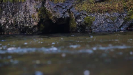 Eine-Eintagsfliege-Landet-Auf-Dem-Wasser-Und-Schwimmt-Einige-Sekunden-Lang,-Bevor-Eine-Halsabschneiderforelle-Hochspritzt,-Um-Sie-Zu-Fressen