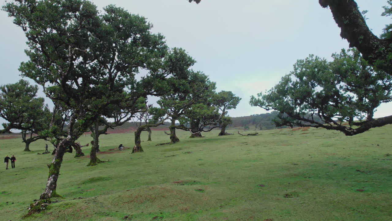 Alberi contorti e sentiero escursionistico in un paesaggio montuoso