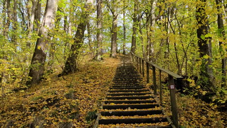 camino de peregrinación de madera cubierto de hojas de otoño caídas en el bosque en el oeste de suecia