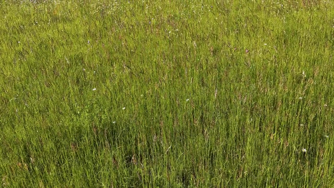 Erba estiva vibrante e fiori selvatici ondeggiano dolcemente in un paesaggio di prato italiano illuminato dal sole.