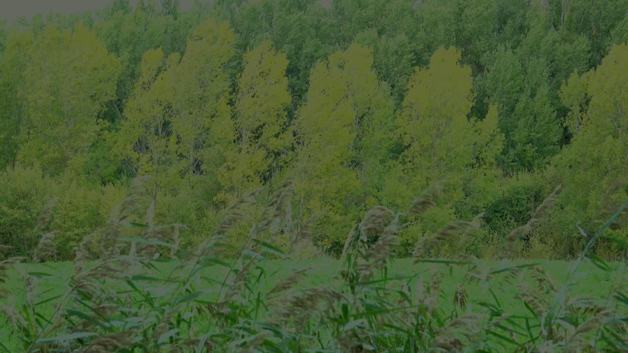 Layers of green vegetation staring with rushes the grass the trees. Greenery.