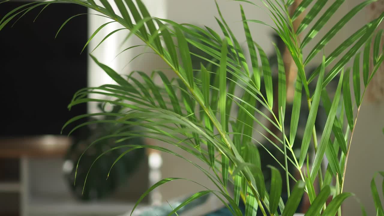 Indoor plant with green leaves