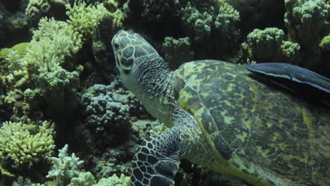tortuga marina en el arrecife de coral del mar rojo de egipto