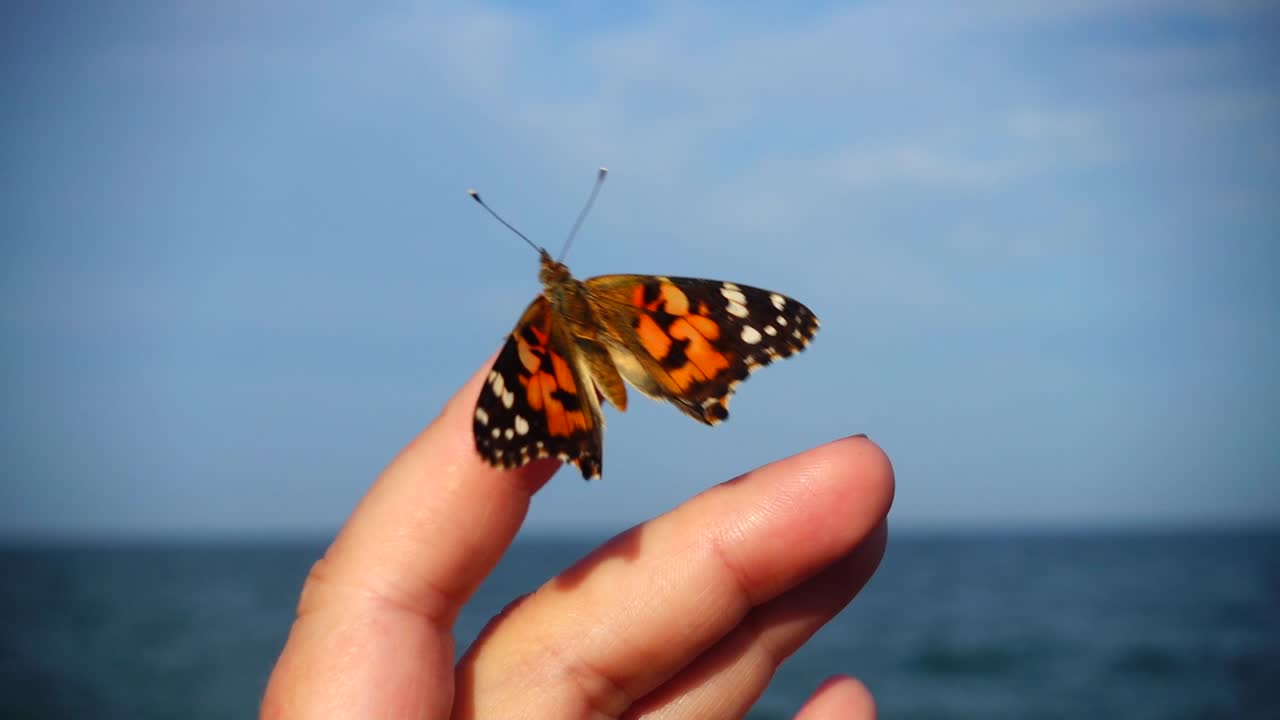 Farfalla sulle dita della mano sullo sfondo del mare