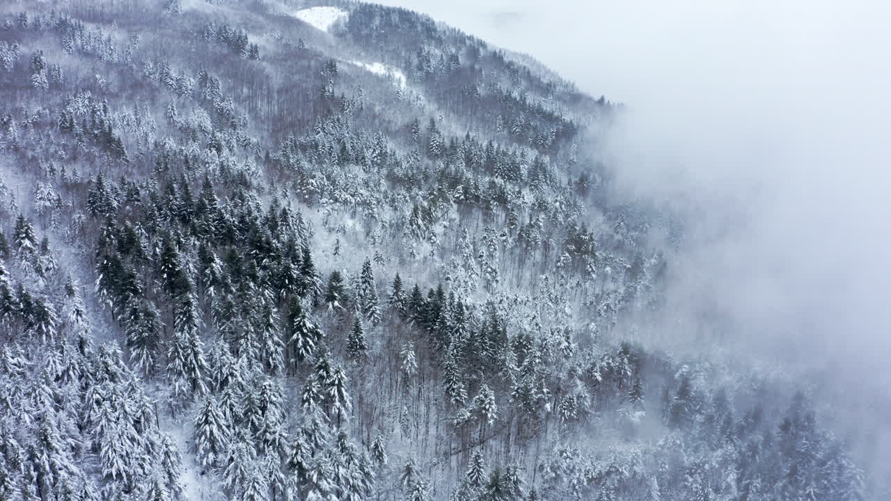 눈 인 숲 풍경과 눈으로 인 나무, 야외의 안개가 인 겨울 안개