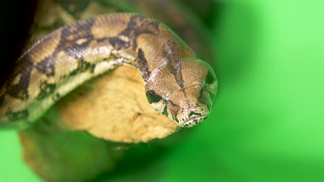 close-up of a python snake sticking its tongue out at the camera on a green screen background