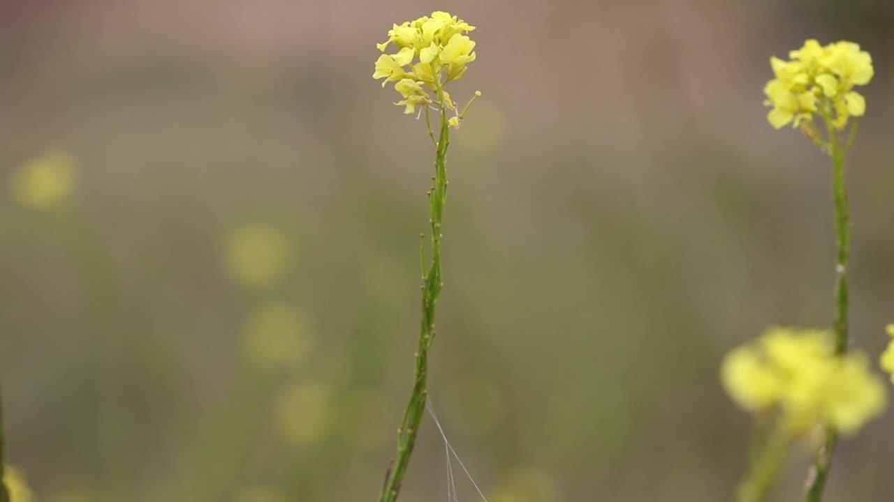 Pretty Flowers Dancing in the Breeze