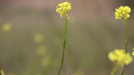 pretty flowers dancing in the breeze