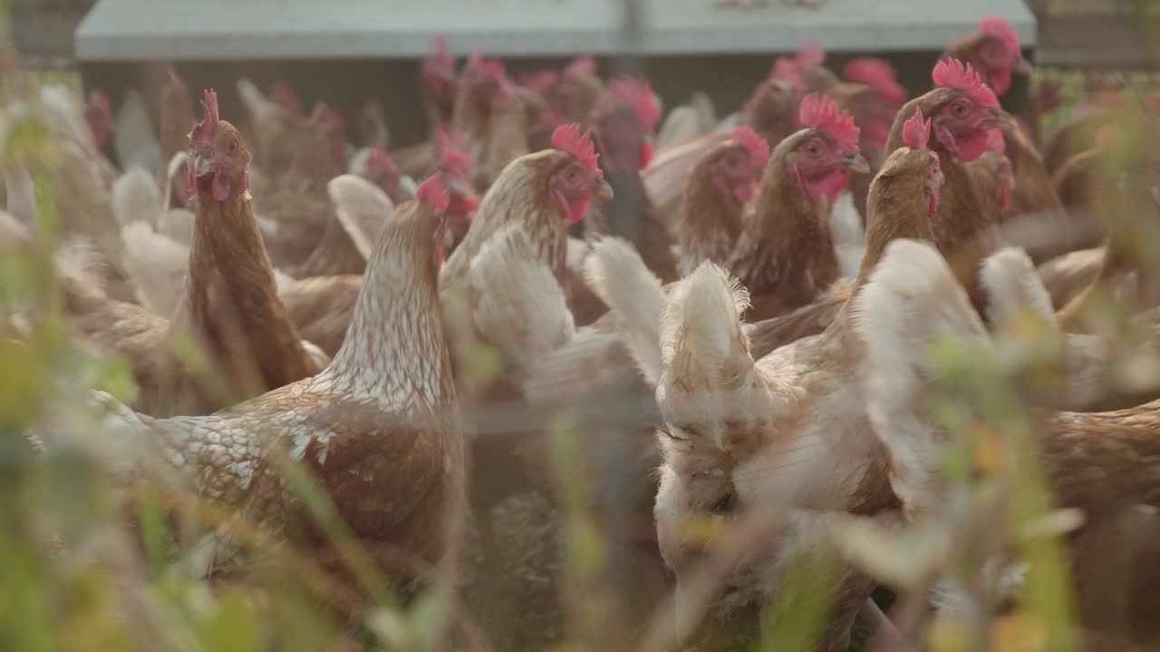 gallinas pastando en una granja en el norte de queensland, australia