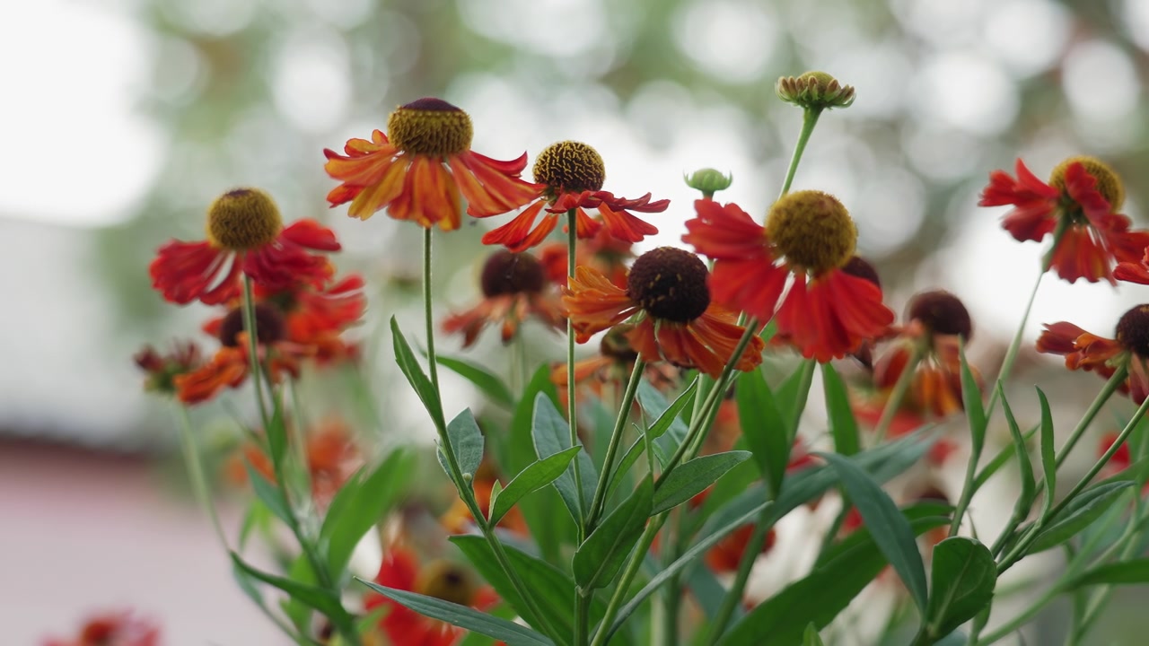 Primo piano di fiori di Helenium rossi e arancioni che ondeggiano delicatamente nella brezza