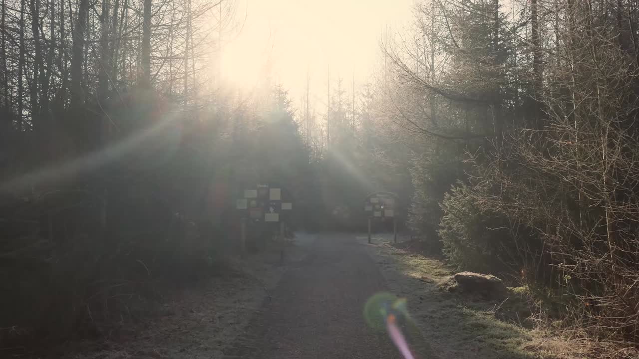 Sunny Forest Path with Astronomy Signs