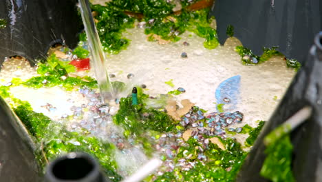 juvenile abalone spat between green seaweed gets cleaned with stream of water