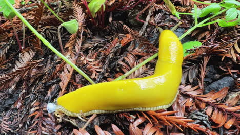 close-up of a yellow banana slug slowly crawling across the forest floor in big sur.
