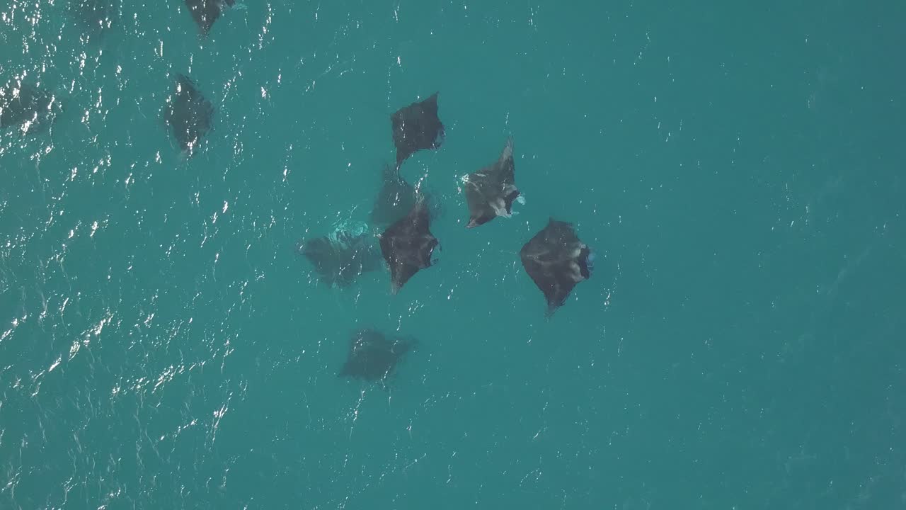Aerial View of Manta Rays Swimming in the Ocean