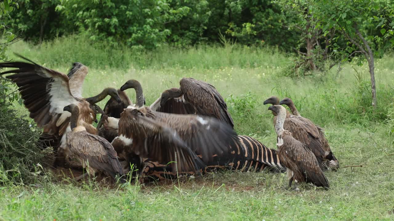 Wide shot of lots of white-backed vultures fighting over the leftovers of a zebra kill, Mashatu Game Reserve, Botswana