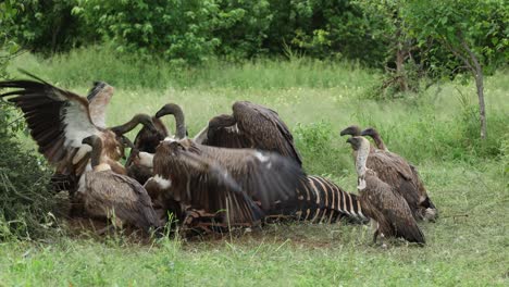 wide shot of lots of white-backed vultures fighting over the leftovers of a zebra kill, mashatu game reserve, botswana
