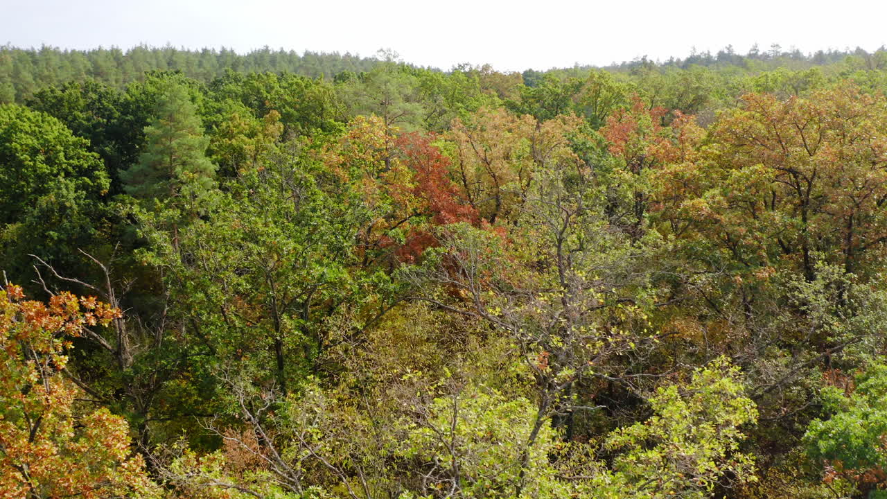 Beautiful forest in early autumn. Flying over the tree tops with colorful woods in sunny day. Nature background. Slow motion.