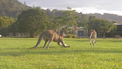 Weibliches-östliches-Graues-Känguru,-Gefolgt-Von-Einem-Wegspringenden-Bock---Paar-Kängurus---Goldküste,-Qld,-Australien