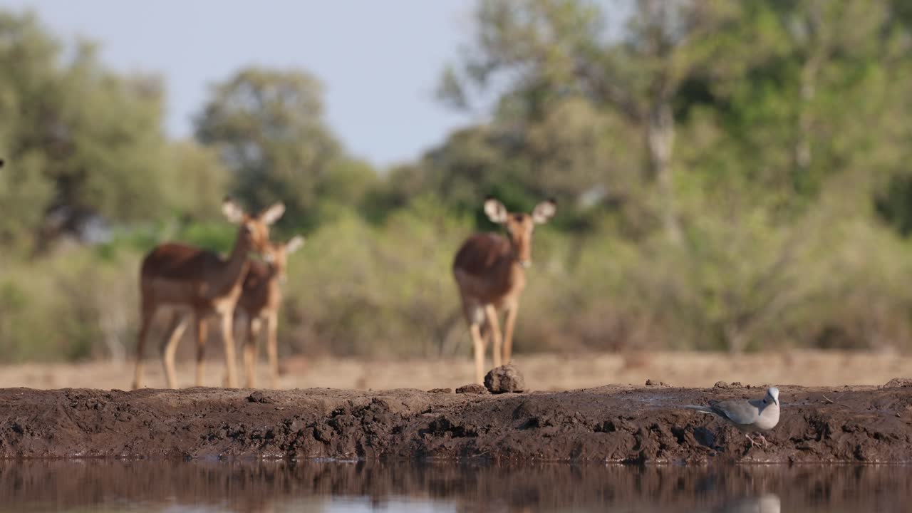 A dove sitting at the edge of a waterhole drinking before flying away as a herd of impala antelopes approaches in the background. Filmed from an underground hide in Mashatu, Botswana