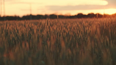 Wunderschöner-Weiter-Blick-Auf-Ein-Weizenfeld-In-Deutschland-Bei-Sonnenuntergang,-Kameraschwenk