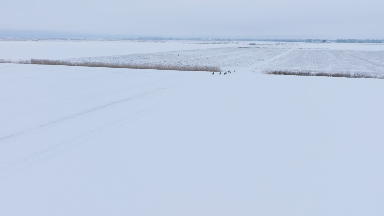 눈 덮인 농경지, 흐린 겨울날, 광각 드론이 앞으로 나아가는 먼 유럽 노루 무리의 공중 전망