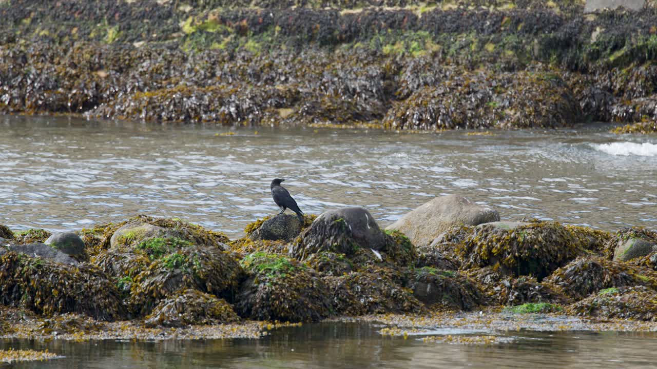 Crow perches on seaweed-covered rocks by coastal water, natural daylight, steady mid-range shot