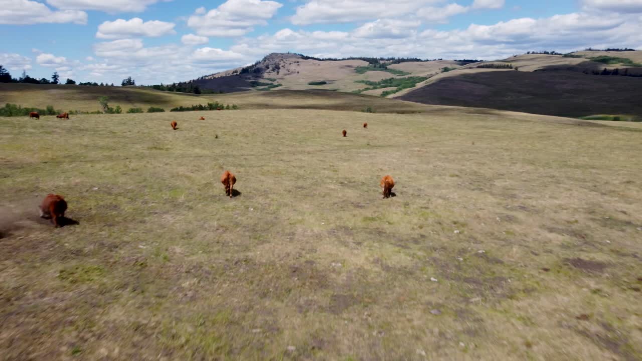 Free Range Cattle Herd of Cows Grazing Freely Along Mountain Landscape Pasture| Grass Fed Beef Agriculture Farming Livestock ,Cattle Ranching | Migrating Herd Roaming Freely, Ethical Farming | 1 of 12