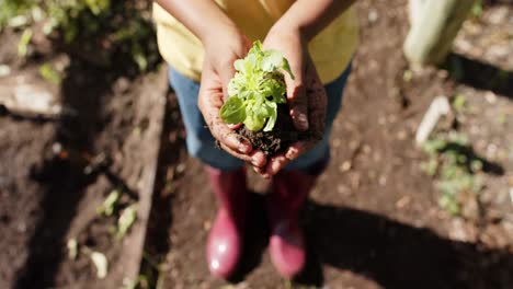 Hände-Eines-Afroamerikanischen-Jungen,-Der-Gemüsepflanzen-Im-Sonnigen-Garten-Hält,-Zeitlupe