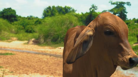 close up of brown cow outdoors on sunny day in thailand looking at camera licking nose with long tongue