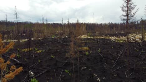 Aerial-of-dead,-burnt-forest-in-ash-where-new-green-plants-give-hope