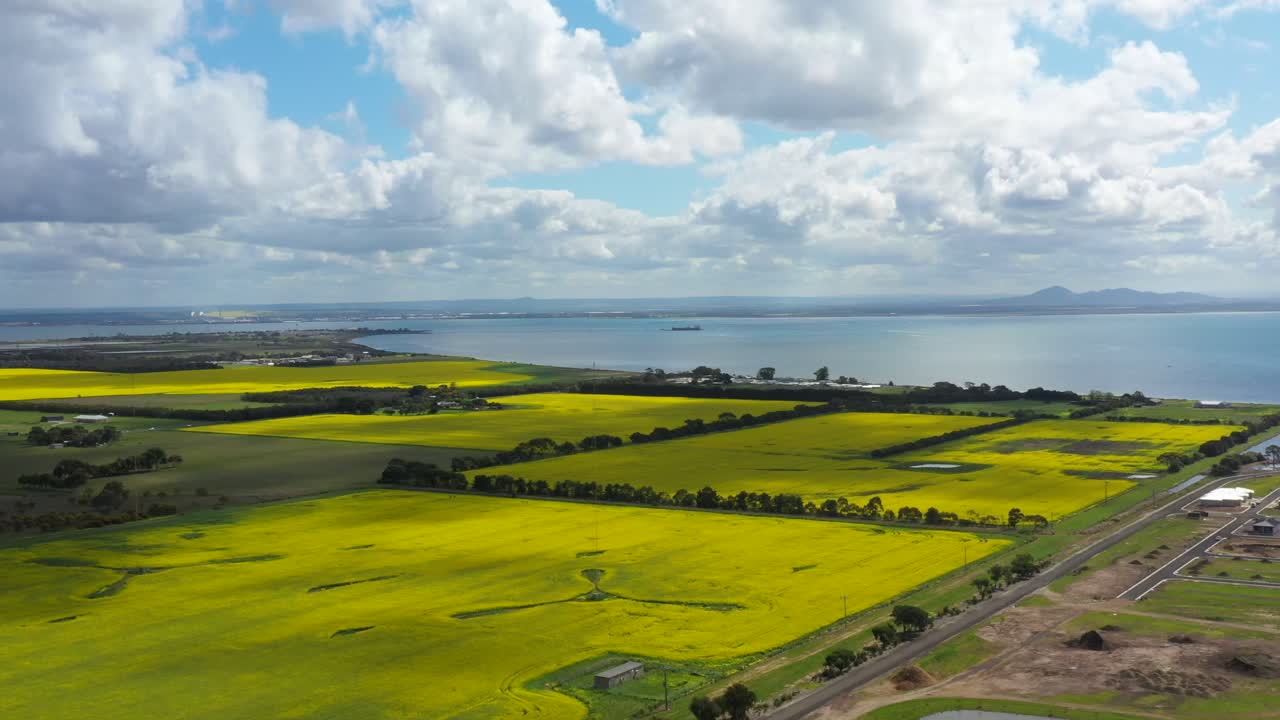 호주 질롱 근처의 황금 캐놀라 농지를 공중으로 밀고 있는 모습