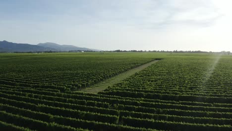 Geringe-Drift-über-Weinberge-In-Marlborough,-Neuseeland-Während-Der-Goldenen-Stunde