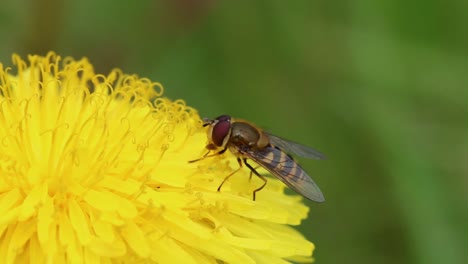 hoverfly resting on dandelion flower. spring. british isles