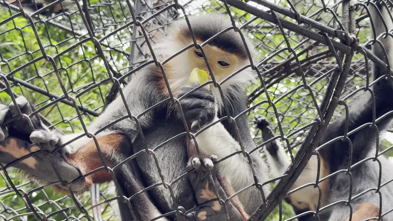 A monkey in the zoo`s cage with an eating moment.