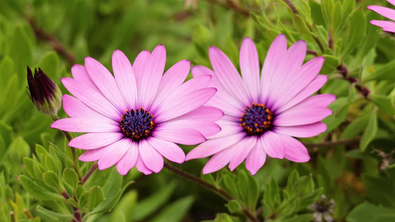 Pink flowers blooming in lush green foliage