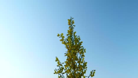 Leuchtend-Gelbe-Blume,-Die-Sich-Während-Eines-Atemberaubenden-Sonnenuntergangs-In-Der-Sanften-Brise-Wiegt