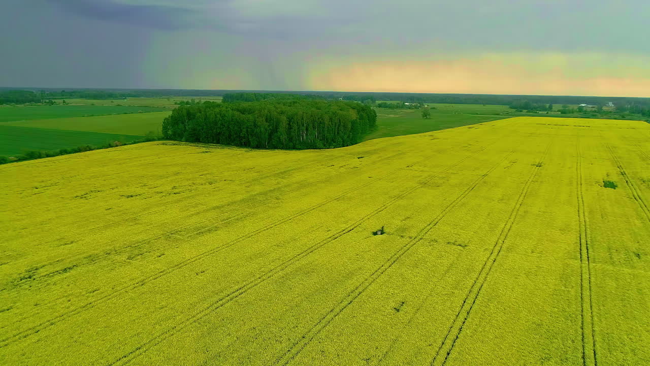 Aerial forward moving shot with drone over agricultural fields with yellow spring flowers on a cloudy rain bearing evening