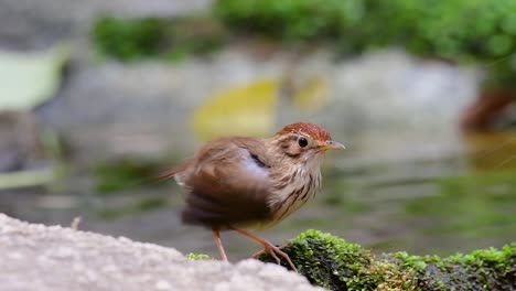 Puff-throated-Babbler-grooming-after-a-bath-in-the-forest-during-a-hot-day,-Pellorneum-ruficeps,-in-Slow-Motion