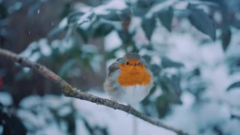 Petirrojo-Europeo-Sentado-Inmóvil-En-Una-Percha-Con-Pequeños-Copos-De-Nieve-Cayendo