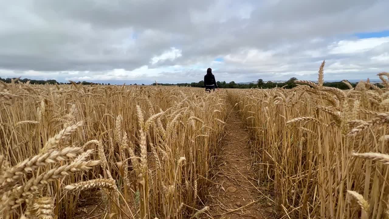 Young attractive girl walking through wheat field and touching it with hand