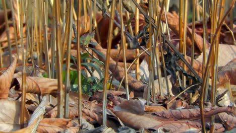 Dry-plants-in-Musashiseki-Park,-Tokyo,-Japan